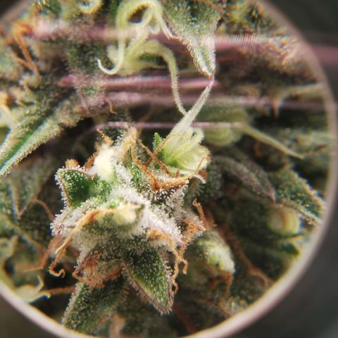 Tangerine Dream Auto growlog photo: 1-2 Wochen noch ca 