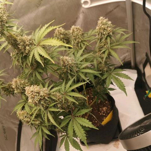 Tangerine Dream Auto growlog photo: 1-2 Wochen noch ca 