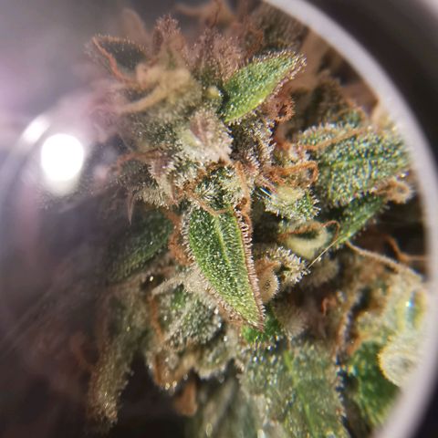 Tangerine Dream Auto growlog photo: 1-2 Wochen noch ca 