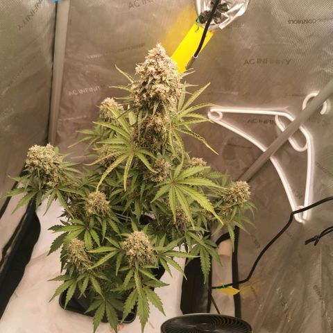 Tangerine Dream Auto growlog photo: 1-2 Wochen noch ca 