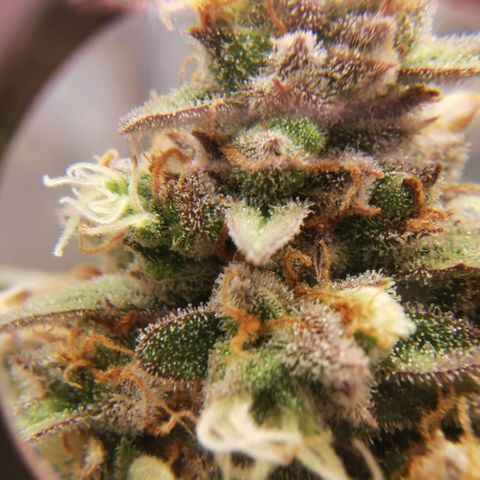 Tangerine Dream Auto growlog timeline photo