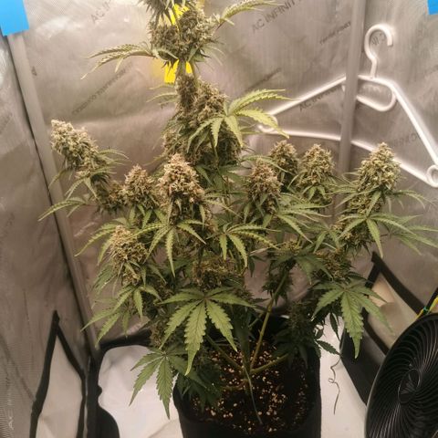 Tangerine Dream Auto growlog timeline photo