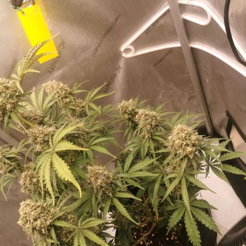 Tangerine Dream Auto growlog timeline photo