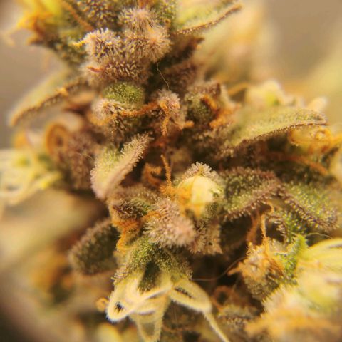 Tangerine Dream Auto growlog timeline photo