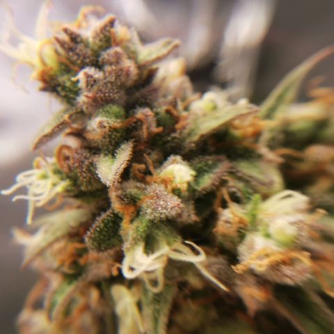Tangerine Dream Auto growlog timeline photo