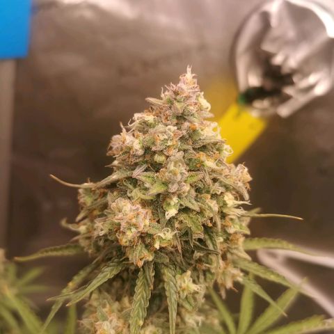 Tangerine Dream Auto growlog timeline photo