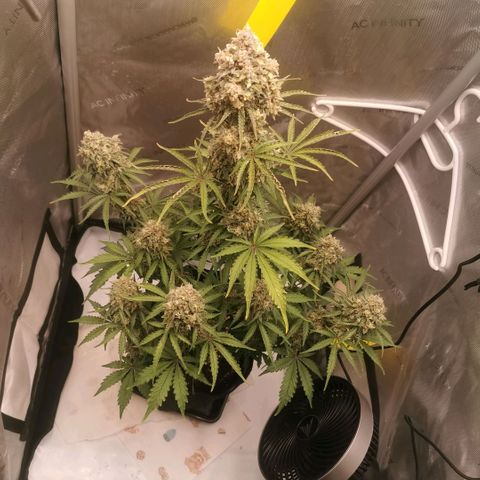 Tangerine Dream Auto growlog timeline photo