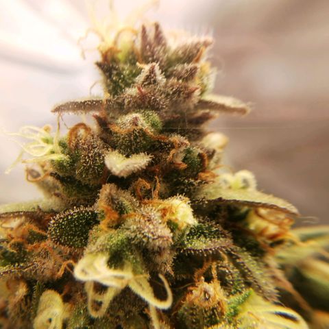 Tangerine Dream Auto growlog timeline photo