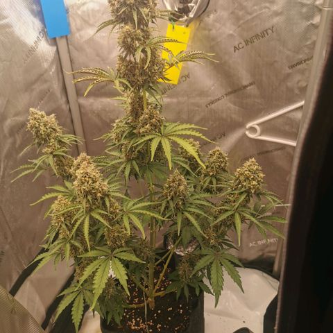 Tangerine Dream Auto growlog timeline photo