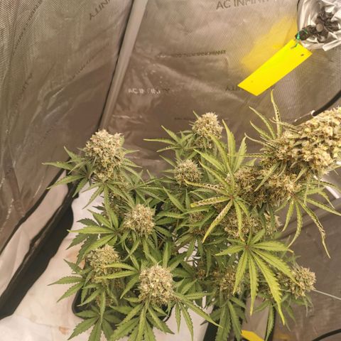 Tangerine Dream Auto growlog timeline photo
