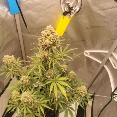 Tangerine Dream Auto growlog timeline photo