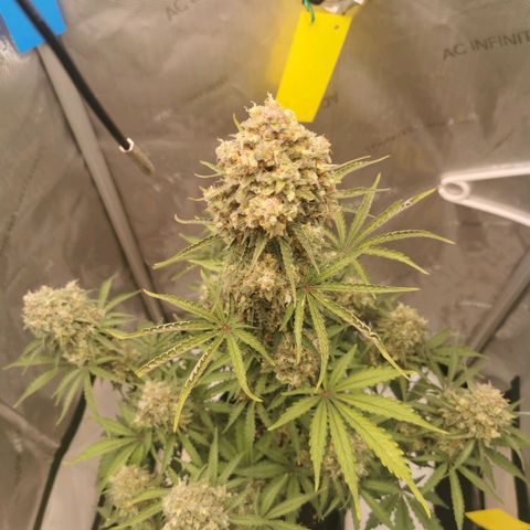 Tangerine Dream Auto growlog timeline photo