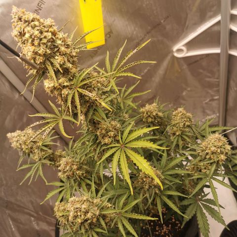 Tangerine Dream Auto growlog timeline photo