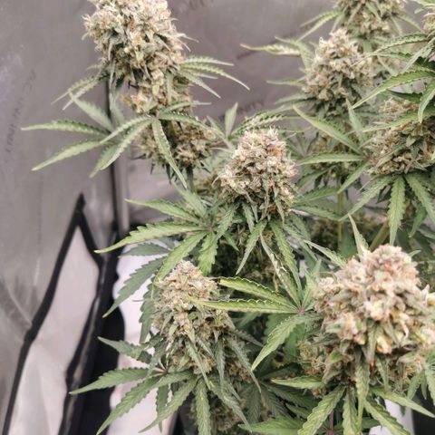 Tangerine Dream Auto growlog timeline photo