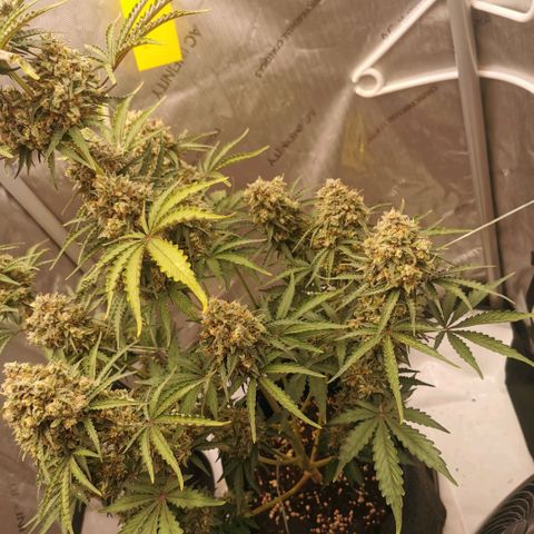 Tangerine Dream Auto growlog timeline photo