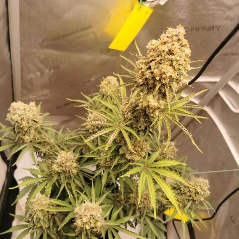 Tangerine Dream Auto growlog timeline photo