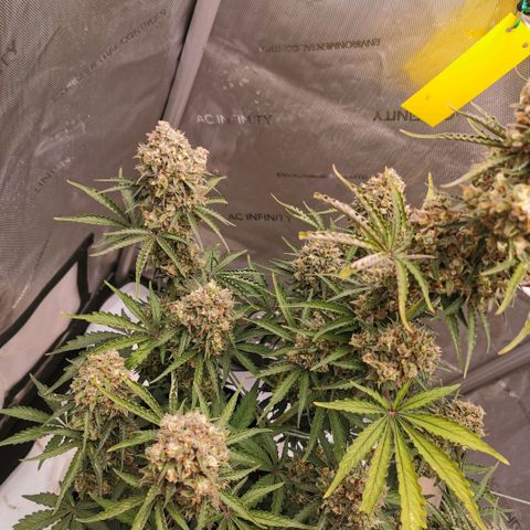 Tangerine Dream Auto growlog timeline photo