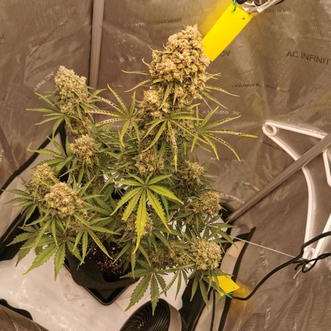 Tangerine Dream Auto growlog timeline photo