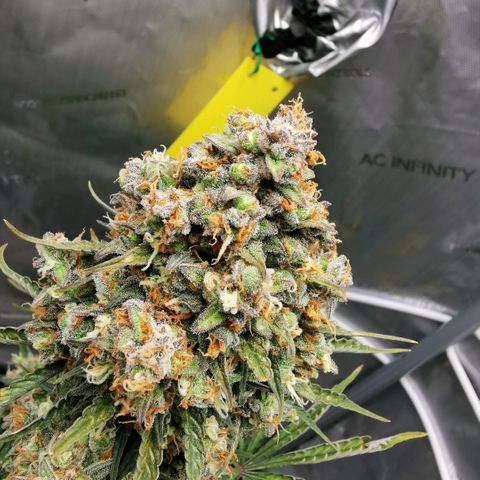 Tangerine Dream Auto growlog timeline photo
