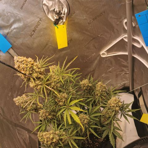 Tangerine Dream Auto growlog timeline photo