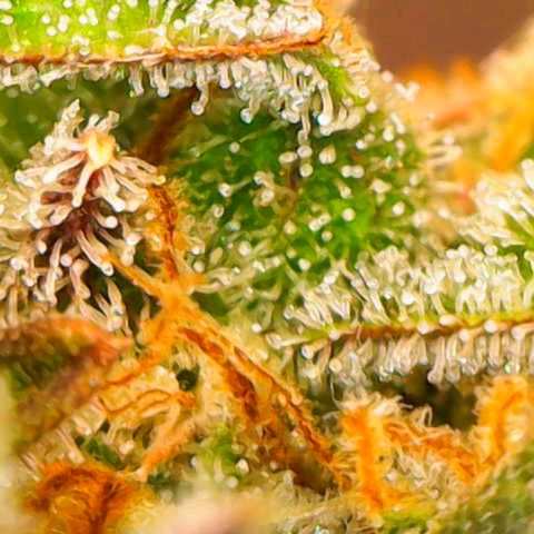 Tangerine Dream Auto growlog timeline photo