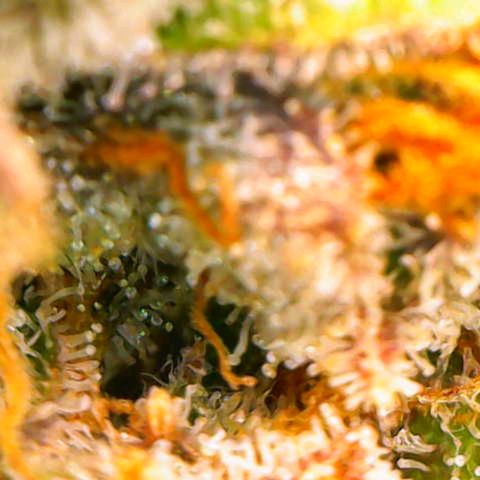 Tangerine Dream Auto growlog timeline photo