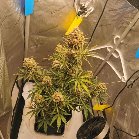 Tangerine Dream Auto growlog timeline photo
