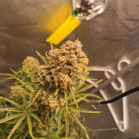 Tangerine Dream Auto growlog timeline photo