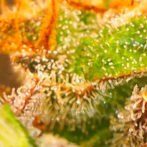 Tangerine Dream Auto growlog timeline photo