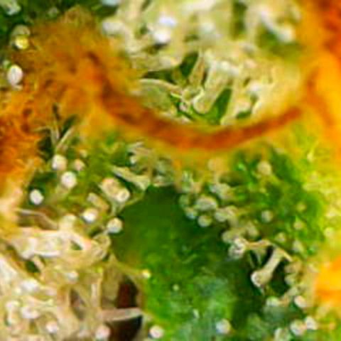 Tangerine Dream Auto growlog timeline photo