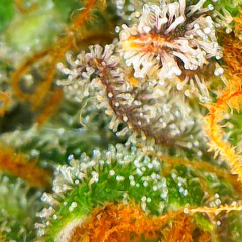 Tangerine Dream Auto growlog timeline photo