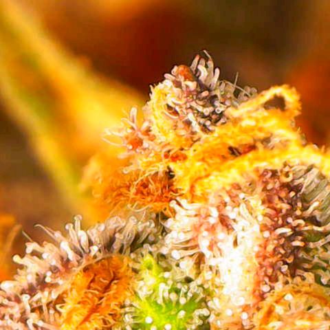 Tangerine Dream Auto growlog timeline photo