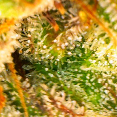 Tangerine Dream Auto growlog timeline photo