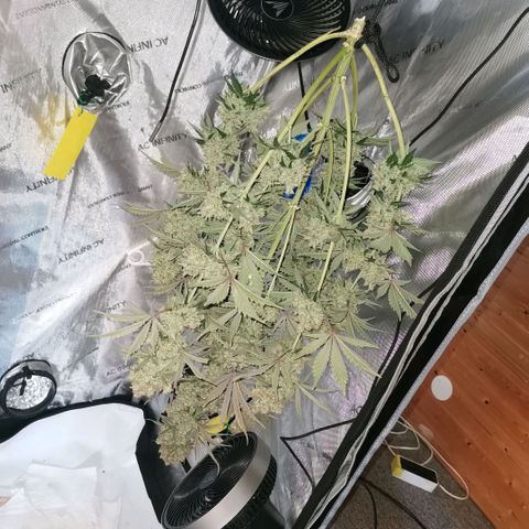 Tangerine Dream Auto growlog timeline photo