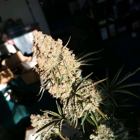 Tangerine Dream Auto growlog timeline photo