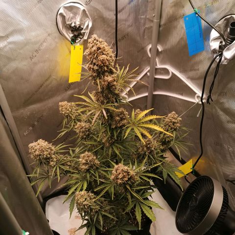 Tangerine Dream Auto growlog timeline photo