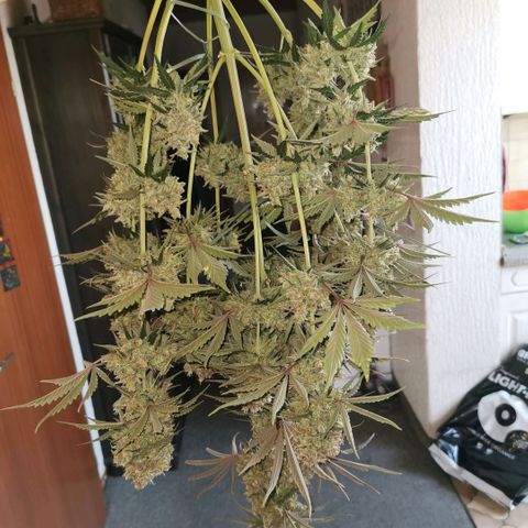 Tangerine Dream Auto growlog timeline photo