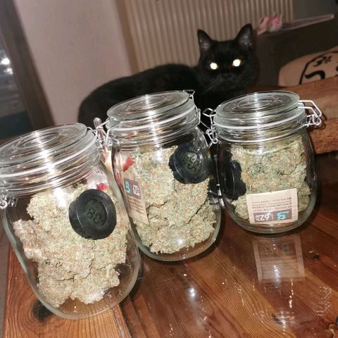 Tangerine Dream Auto growlog photo: Ca. 95g Trocken
Habe es ca.7 Tage in dryferm bags gehabt und jetzt noch 1 Monat im Glas 