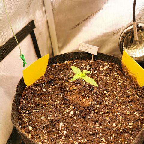 Sour Diesel Auto growlog timeline photo