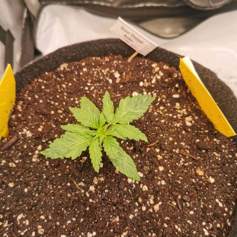 Sour Diesel Auto growlog timeline photo