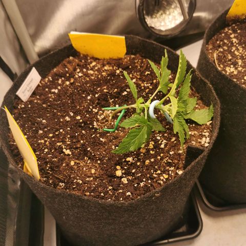 Sour Diesel Auto growlog timeline photo