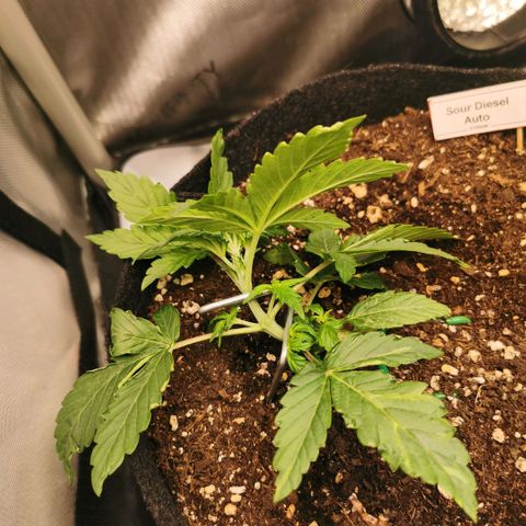 Sour Diesel Auto growlog timeline photo
