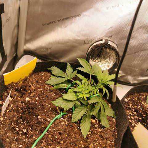 Sour Diesel Auto growlog timeline photo