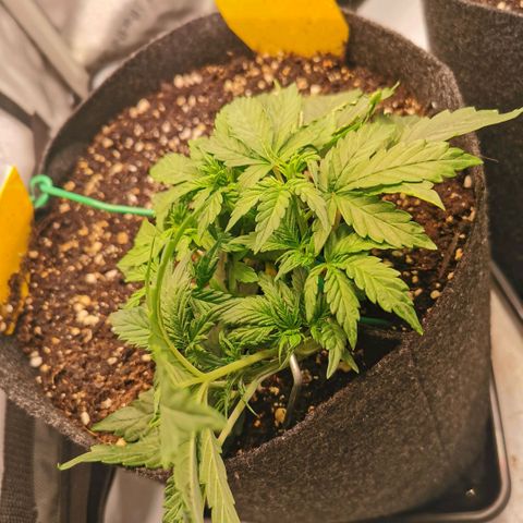 Sour Diesel Auto growlog timeline photo