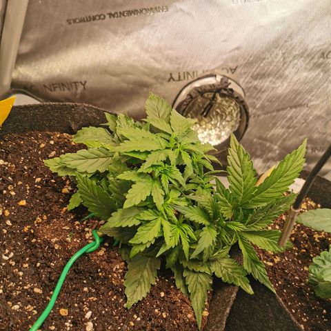 Sour Diesel Auto growlog timeline photo
