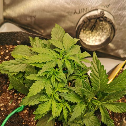 Sour Diesel Auto growlog timeline photo