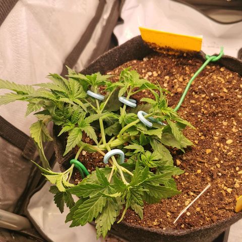 Sour Diesel Auto growlog timeline photo