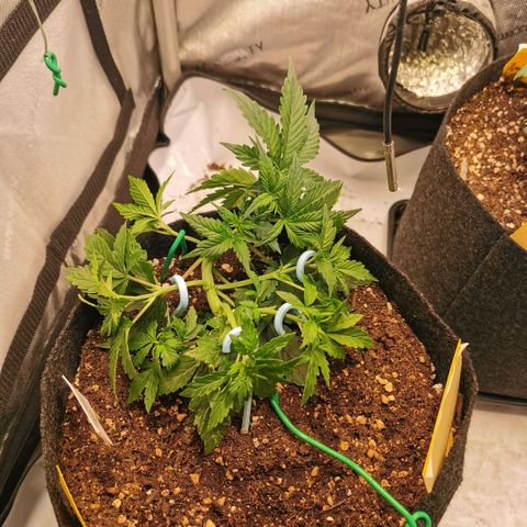 Sour Diesel Auto growlog timeline photo