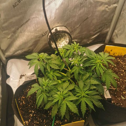Sour Diesel Auto growlog timeline photo