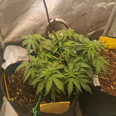 Sour Diesel Auto growlog timeline photo